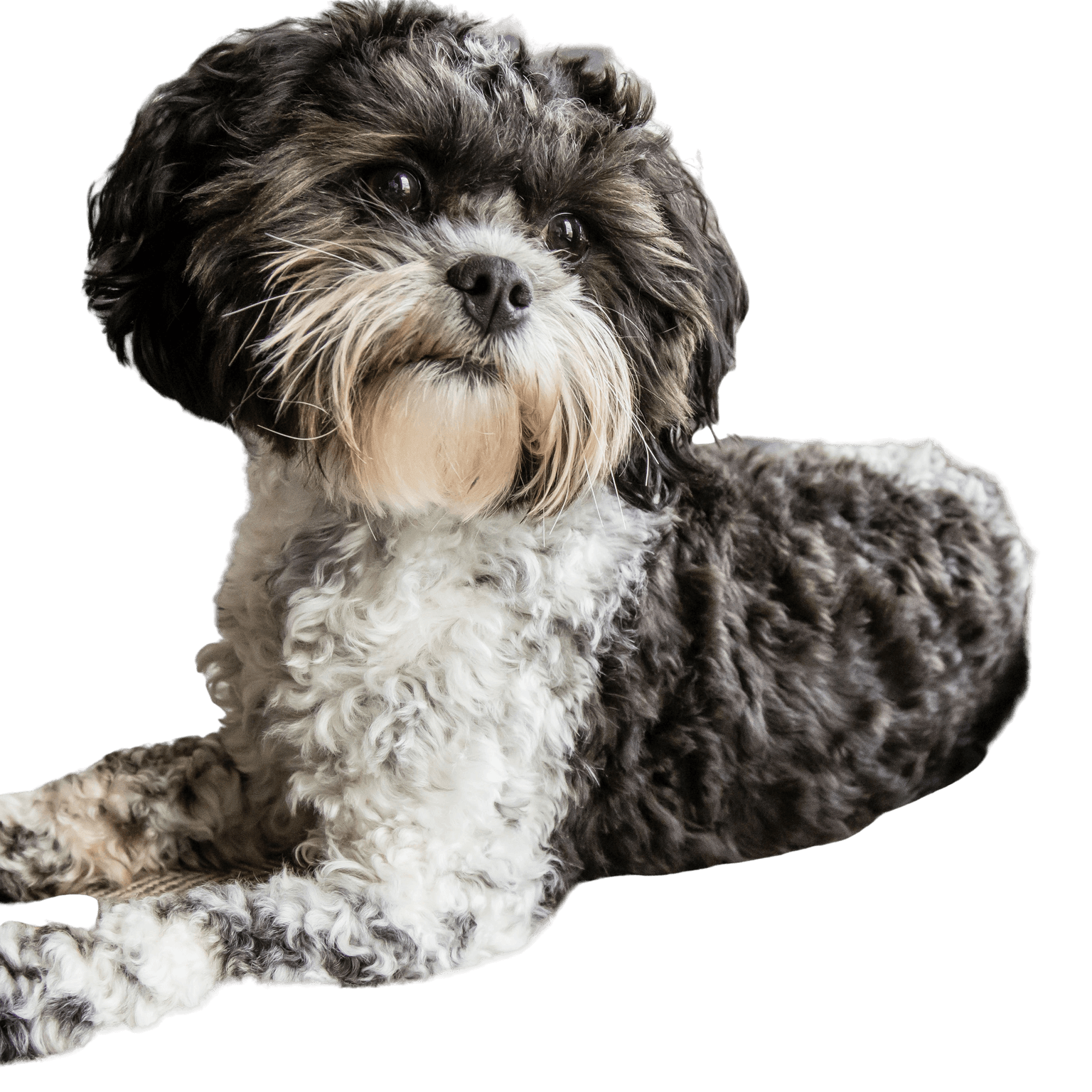 Shipoo breed description