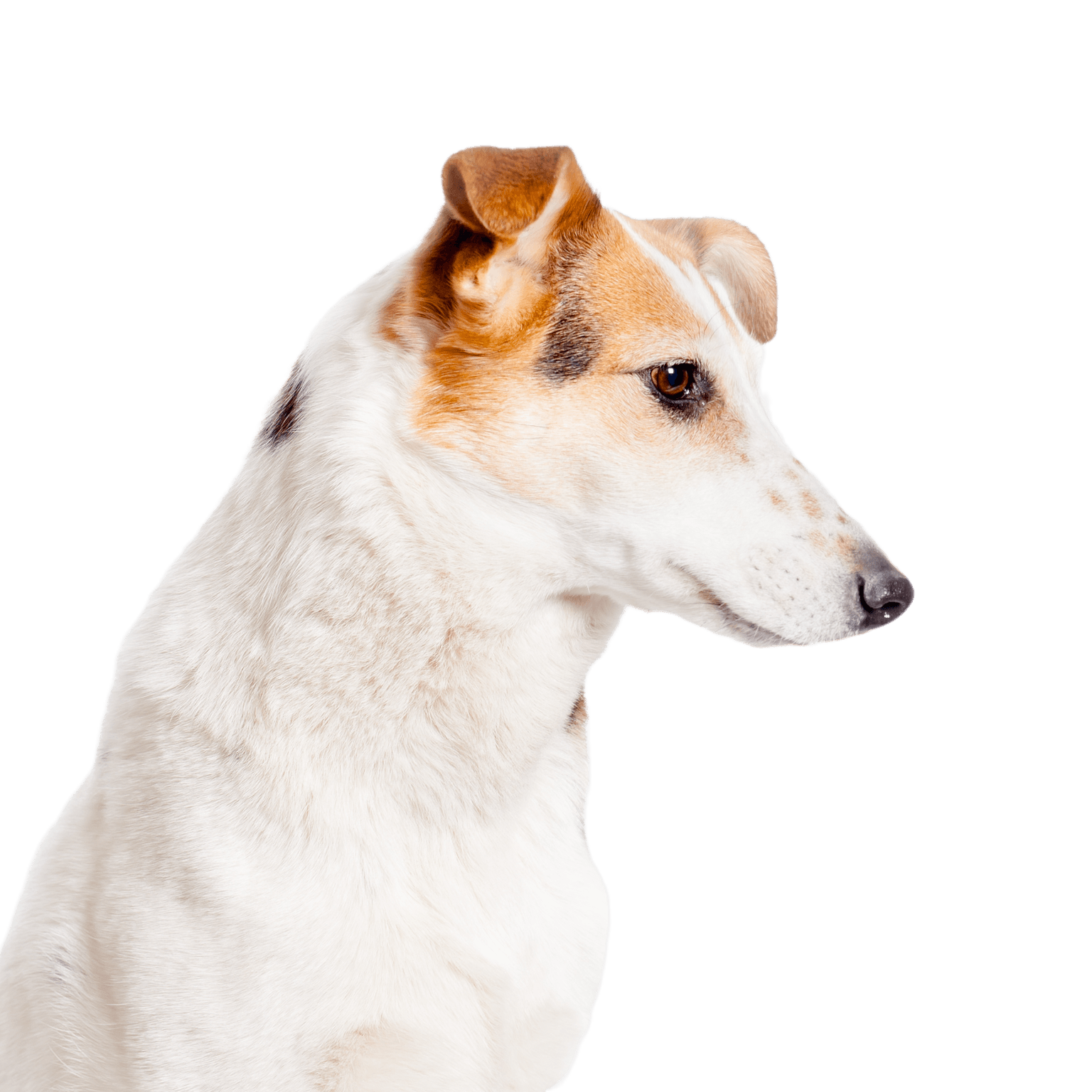 Short hair collie portrait photo Portrait photo of a short hair collie