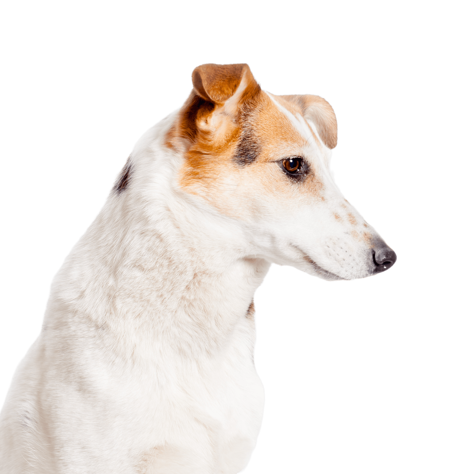 Portrait photo of a short hair collie