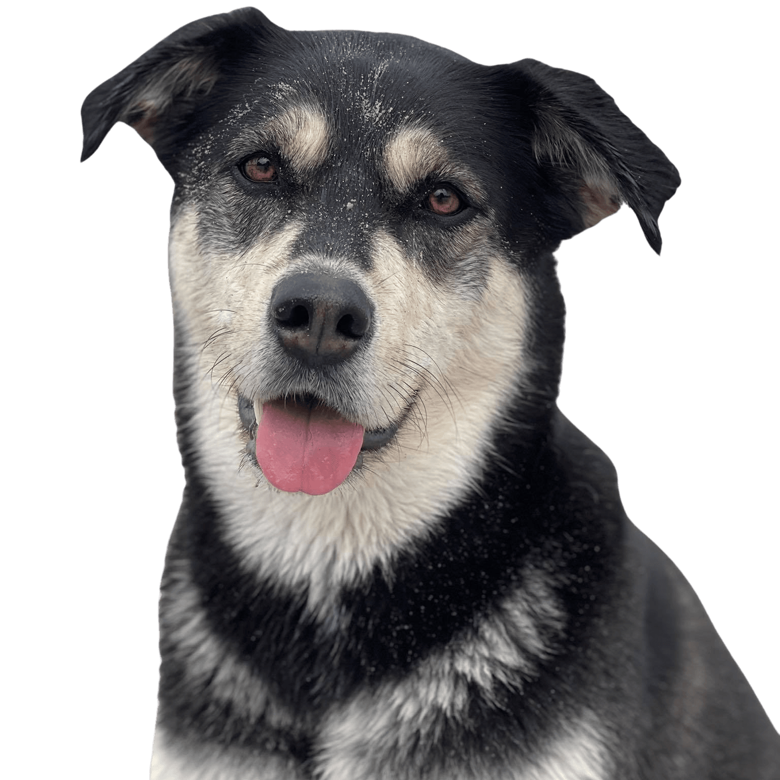 Siberian Retriever © Carmen Peters Hund,Hunderasse,Fleischfresser,Halsband,Schnurrhaare,Begleithund,Arbeitstier,Schnauze,Hundezubehör,Sportliche Gruppe,