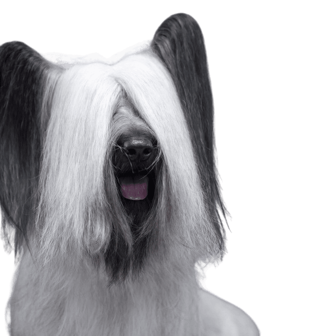 Skye Terrier breed description, black dog breed, cream dog breed, dog similar to Elo in small, small dog, one man dog, dog for beginners, family dog, Scottish dog breed, breed from Scotland with funny ears, dog with bat ears and fur on ears