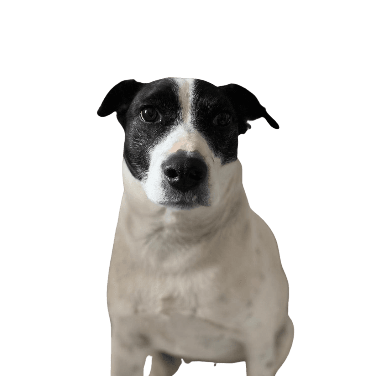 Smooth Foxy Russell © Ina Keppler Hund,Hunderasse,Fleischfresser,Kitz,Begleithund,Arbeitstier,Schnauze,Halsband,Sportliche Gruppe,Boston Terrier,