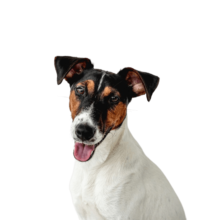 Smooth Fox Terrier breed description, medium sized dog with long muzzle, dog with tipped ears, family dog, guard dog, hunting dog, active dog breed for families, sporty dog from Great Britain, English dog breed with smooth coat, tricolor