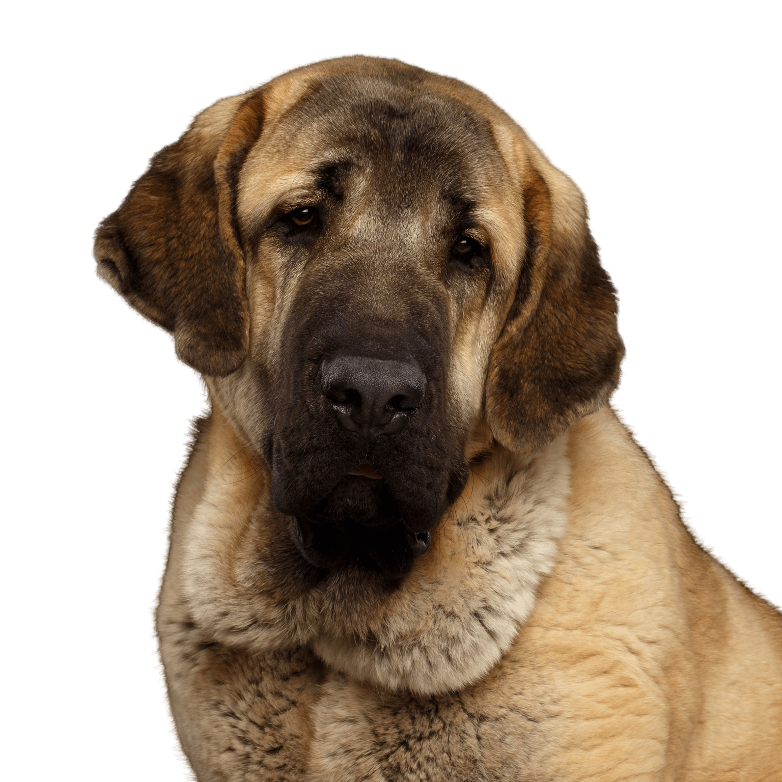 Spanish mastiff Dog,Mammal,Vertebrate,Dog breed,Canidae,Carnivore,English mastiff,Giant dog breed,American mastiff,Snout,