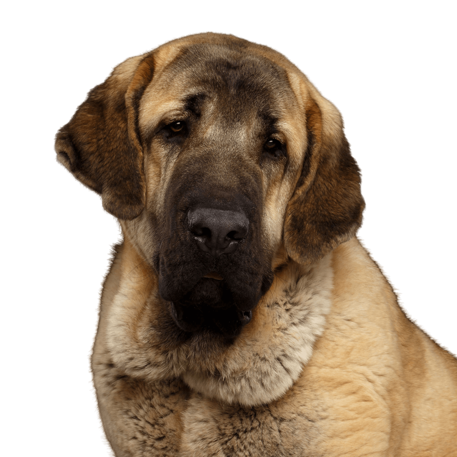 Dog,Mammal,Vertebrate,Dog breed,Canidae,Carnivore,English mastiff,Giant dog breed,American mastiff,Snout,