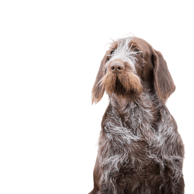 Spinone breed new arrivals