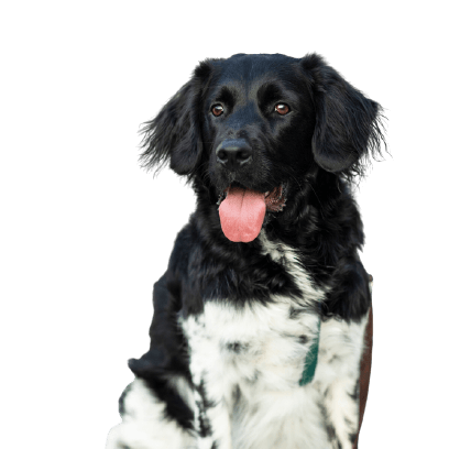 Stabyhoun breed description Stabyhoun breed description, large black and white dog from Holland, dog similar to Border Collie