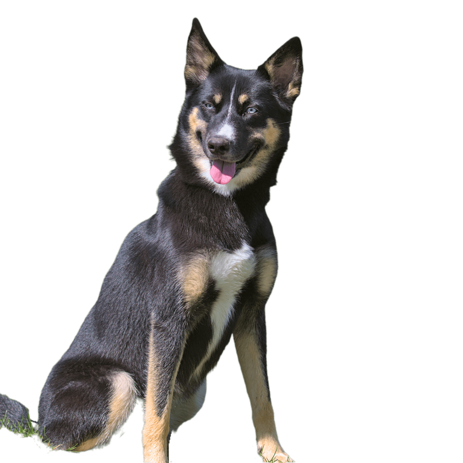 Lapponian Herder Dog