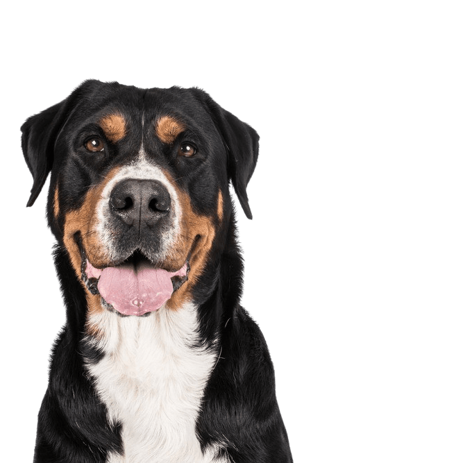Large Swiss Mountain Dog, farm dog, family dog, large dog breed with triangular ears, dog with three colors, dog similar to Doberman but not a list dog, largest dog in the world, heavy dog breed, dog breed over 50 kg, mountain dog, dog breed from Switzerland