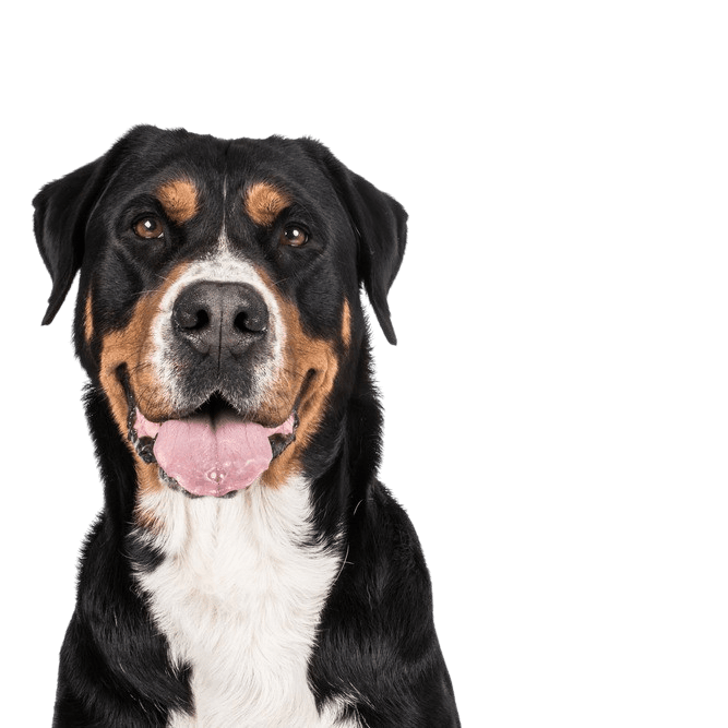 Swiss Mountain Dog Breed Description Large Swiss Mountain Dog, farm dog, family dog, large dog breed with triangular ears, dog with three colors, dog similar to Doberman but not a list dog, largest dog in the world, heavy dog breed, dog breed over 50 kg, mountain dog, dog breed from Switzerland