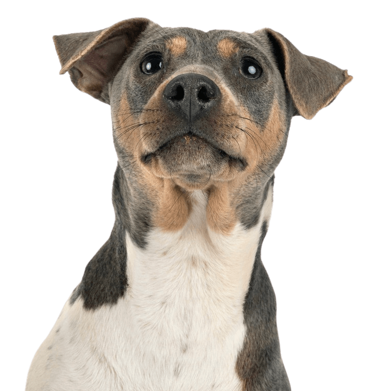 Terrier Brasileiro breed description Terrier Brasileiro breed description