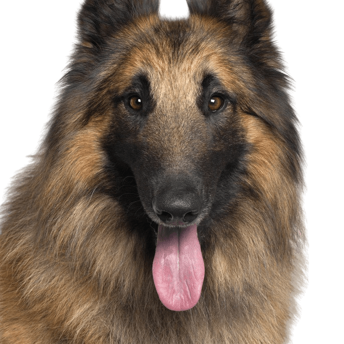 Tervueren Belgian Shepherd Dog with long hair Breed description