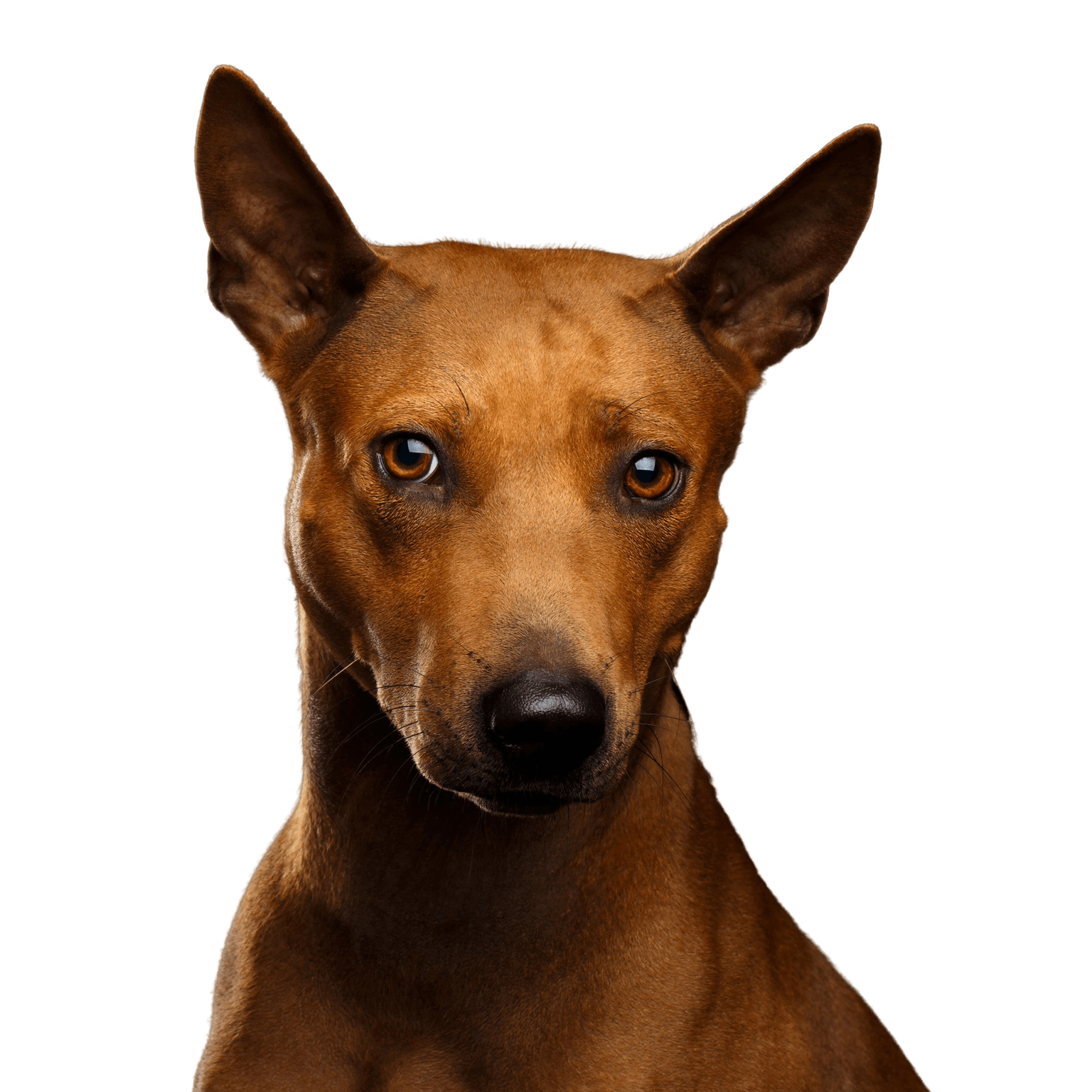 Dog,Mammal,Vertebrate,Dog breed,Canidae,Carnivore,Pharaoh hound,Podenco canario,German pinscher,Snout,