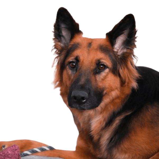 English Shepherd: Character & Ownership - Dog Breed Pictures - dogbible