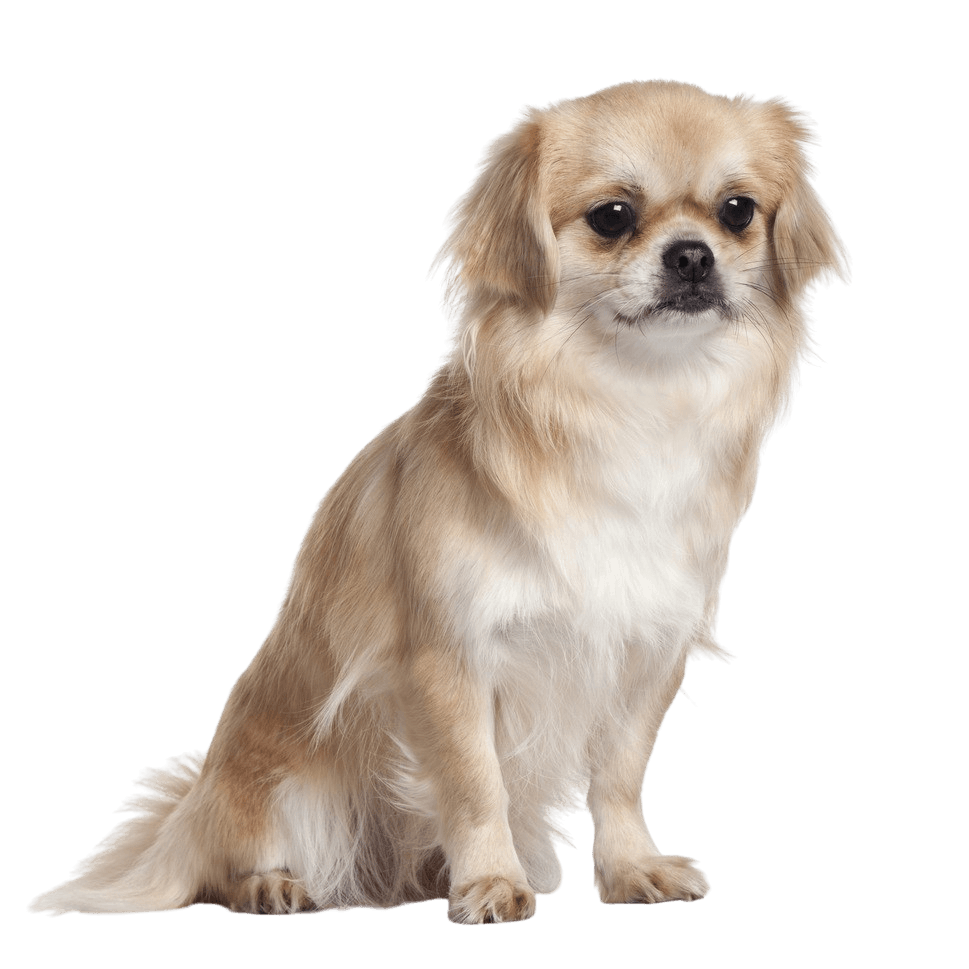 Tibetan Spaniel breed description and temperament