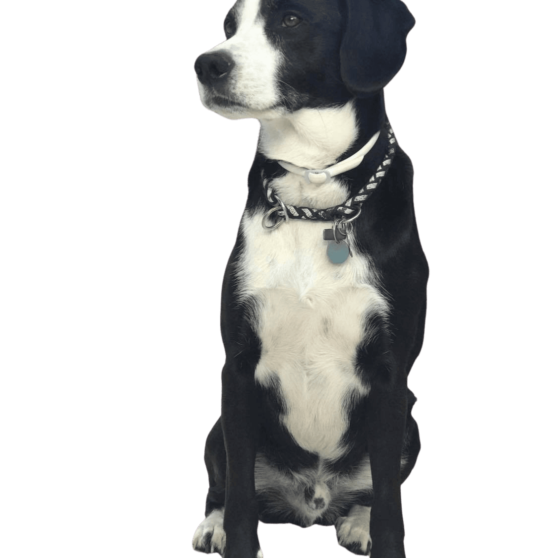 Tiroler Bracke Collie Mix © Jennifer Biever Hund,Hunderasse,Fleischfresser,Begleithund,Schnauze,Halsband,Arbeitstier,Sportliche Gruppe,Hundehalsband,Formelle Kleidung,