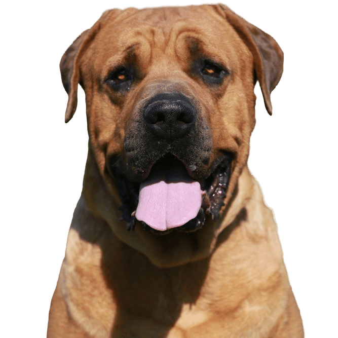 Tosa Inu breed description photo japanese attack dog tosa inu
