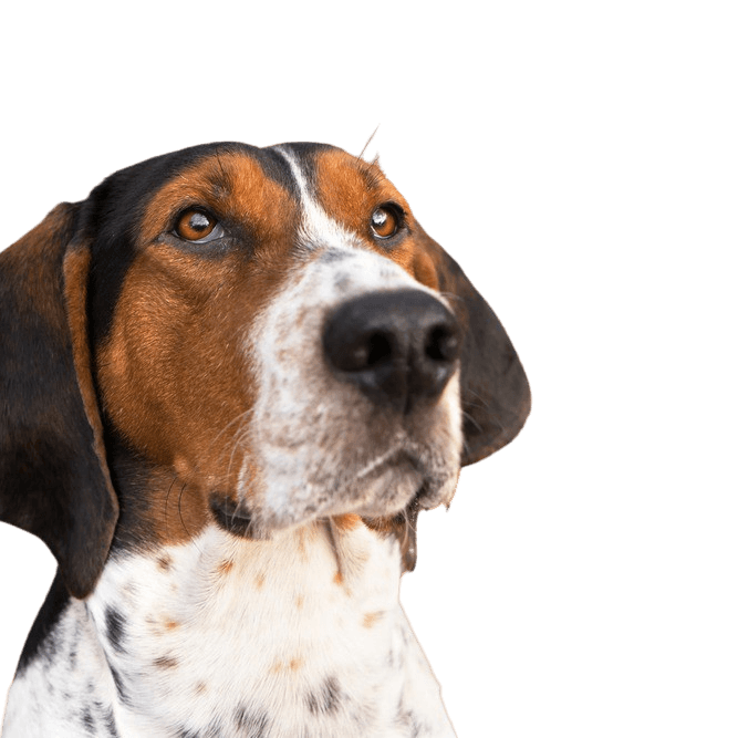 Treeing Walker Coonhound head, tricolored dog breed from America, American hunting dog for hunting raccoons and opposums, dog with long floppy ears, spotted dog breed, large dog