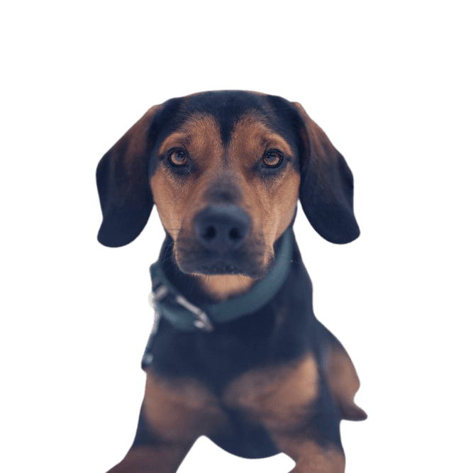 Tyrolean Dog Breed Description Tyrolean Bracke, hunting dog from Austria, Austrian dog breed, dog for hunters, small dog breed with floppy ears, knee high dog, tricoloured dog, dog similar to Beagle, dog similar to Badger Bracke, dog similar to Mountain Sweat Dog, independent breed