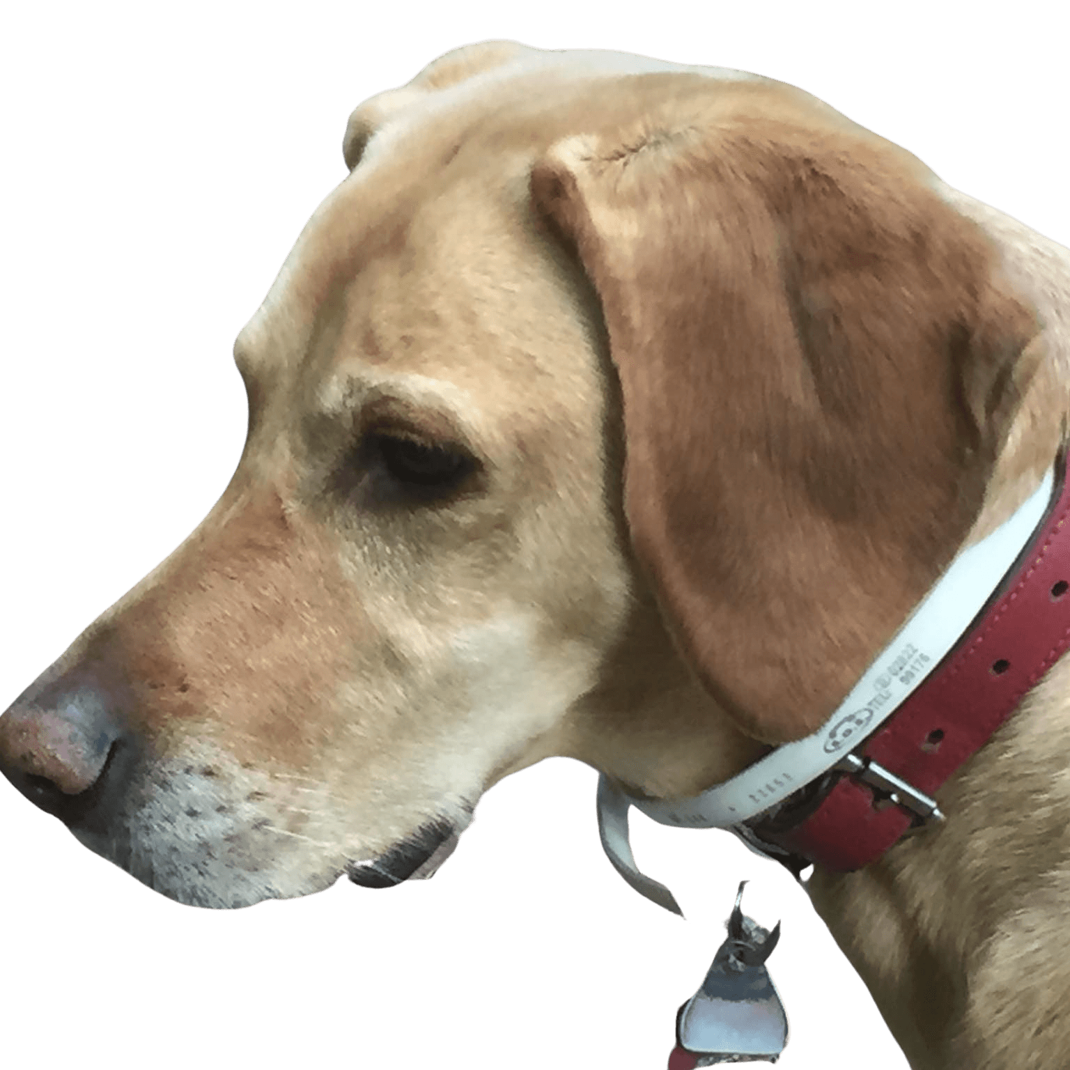 Vizslawart © Klaus Haas Hund,Fleischfresser,Halsband,Hundezubehör,Hunderasse,Fawn,Haustierzubehör,Hundehalsband,Begleithund,Schnurrhaare,