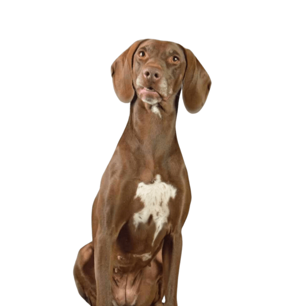 Weimaraner Dalmatian Mix Dog Brown,dog,liver,carnivore,working animal,dog breed,terrestrial animal,companion dog,dog collar,metal,