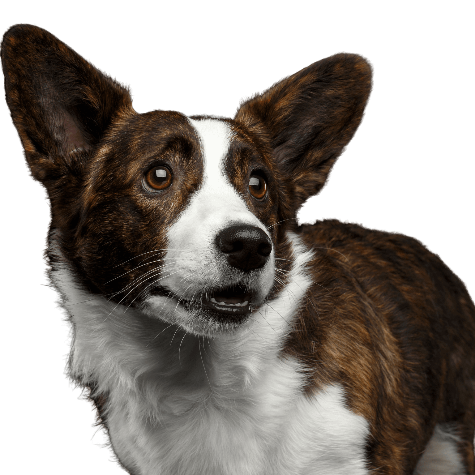 Dog,Mammal,Vertebrate,Dog breed,Canidae,Welsh Corgi,Carnivore,Cardigan welsh corgi,Pembroke welsh corgi,Snout,