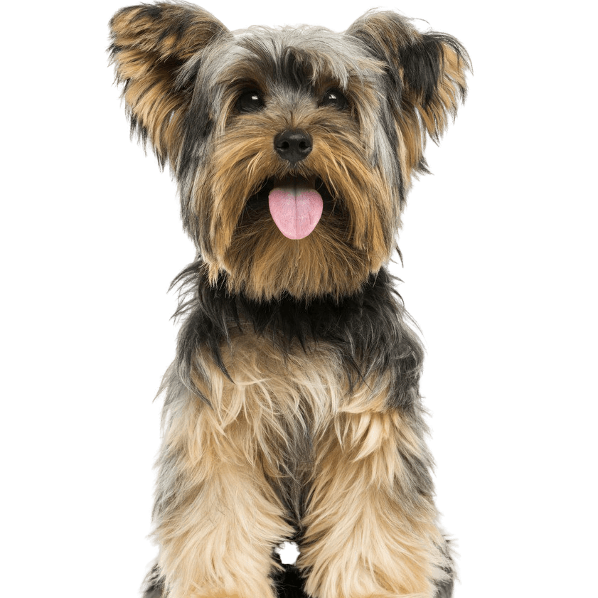 Yorkshire Terrier Breed Description Yorkshire Terrier Dog Breed Description
