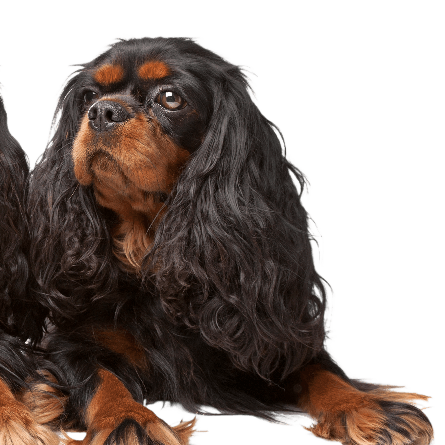 King Charles Spaniel, también conocido como English Toy Spaniel King Charles Spaniel, también conocido como English Toy Spaniel