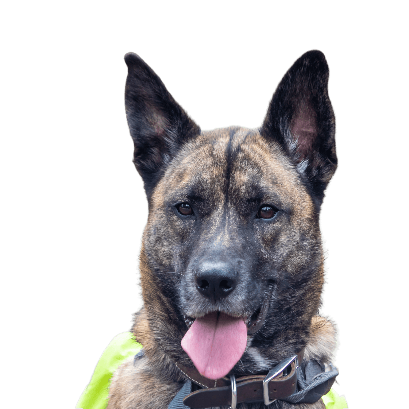 Tiro en la cabeza de un gran perro atigrado cerca de un jardín de flores Perro grande atigrado sentado en el jardín de flores con flores rojas detrás y lleva una mochila verde claro y un collar marrón