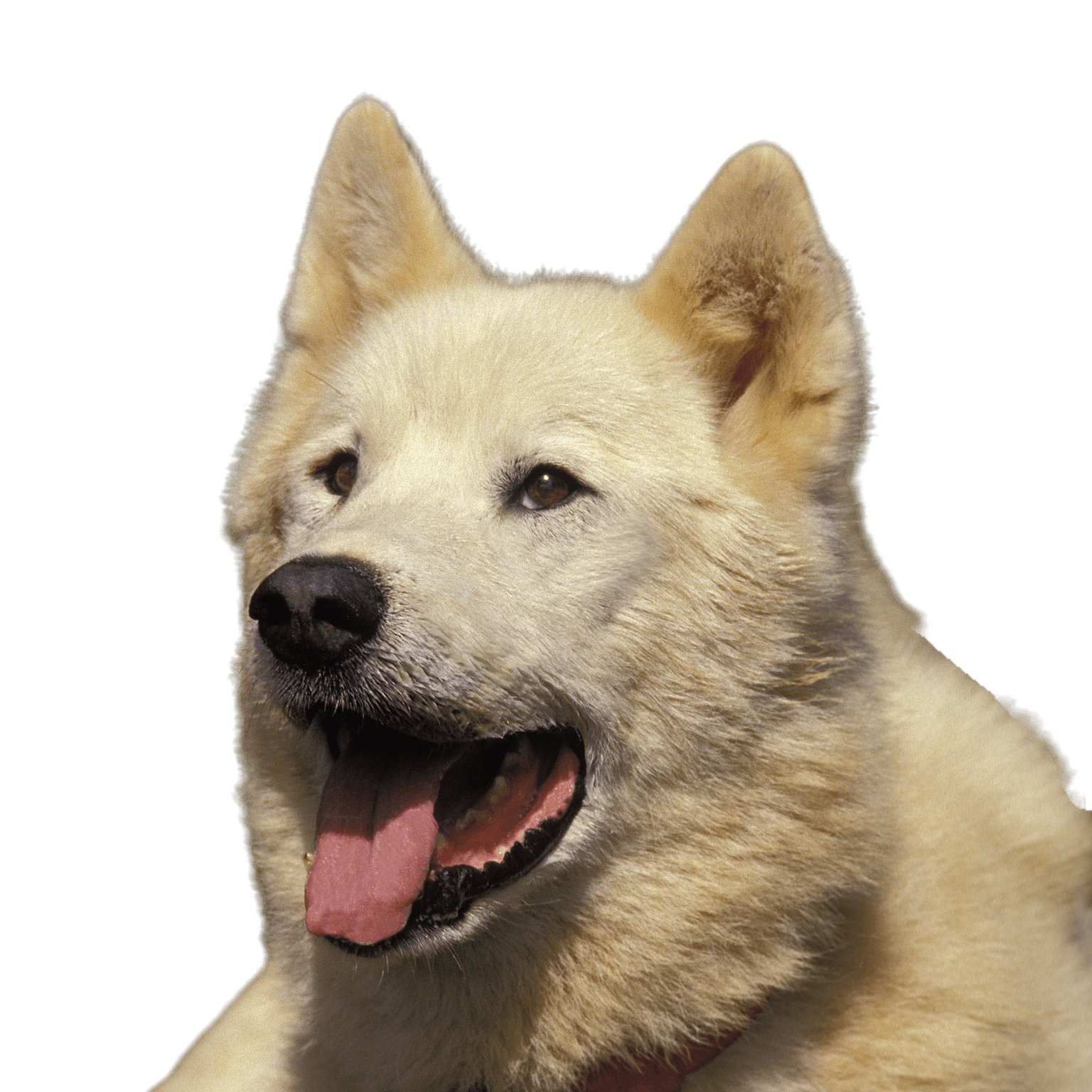 Retrato de un perro de Groenlandia