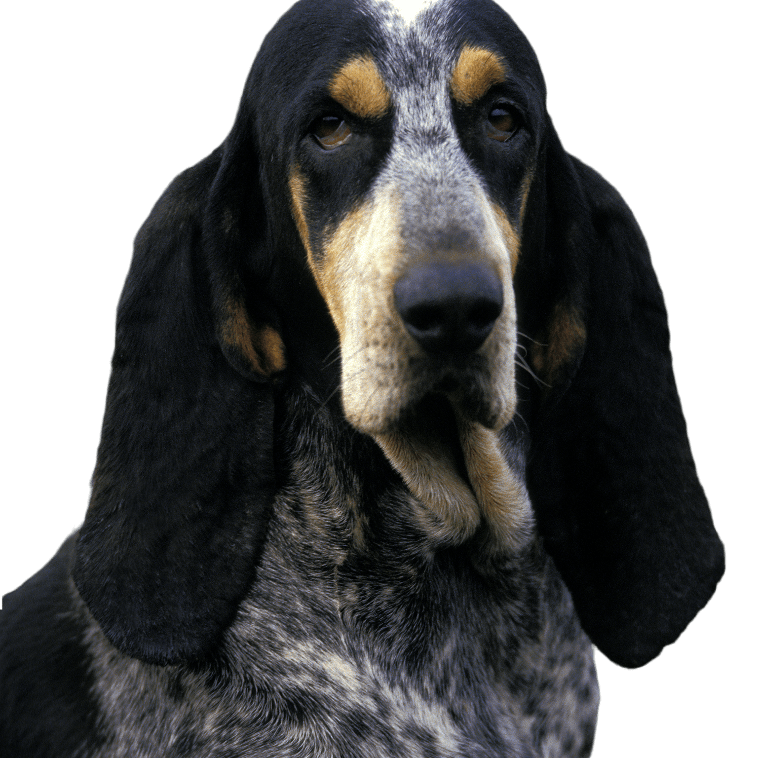 Pequeño perro azul gascón, retrato de un perro Pequeño perro azul gascón, retrato de un perro