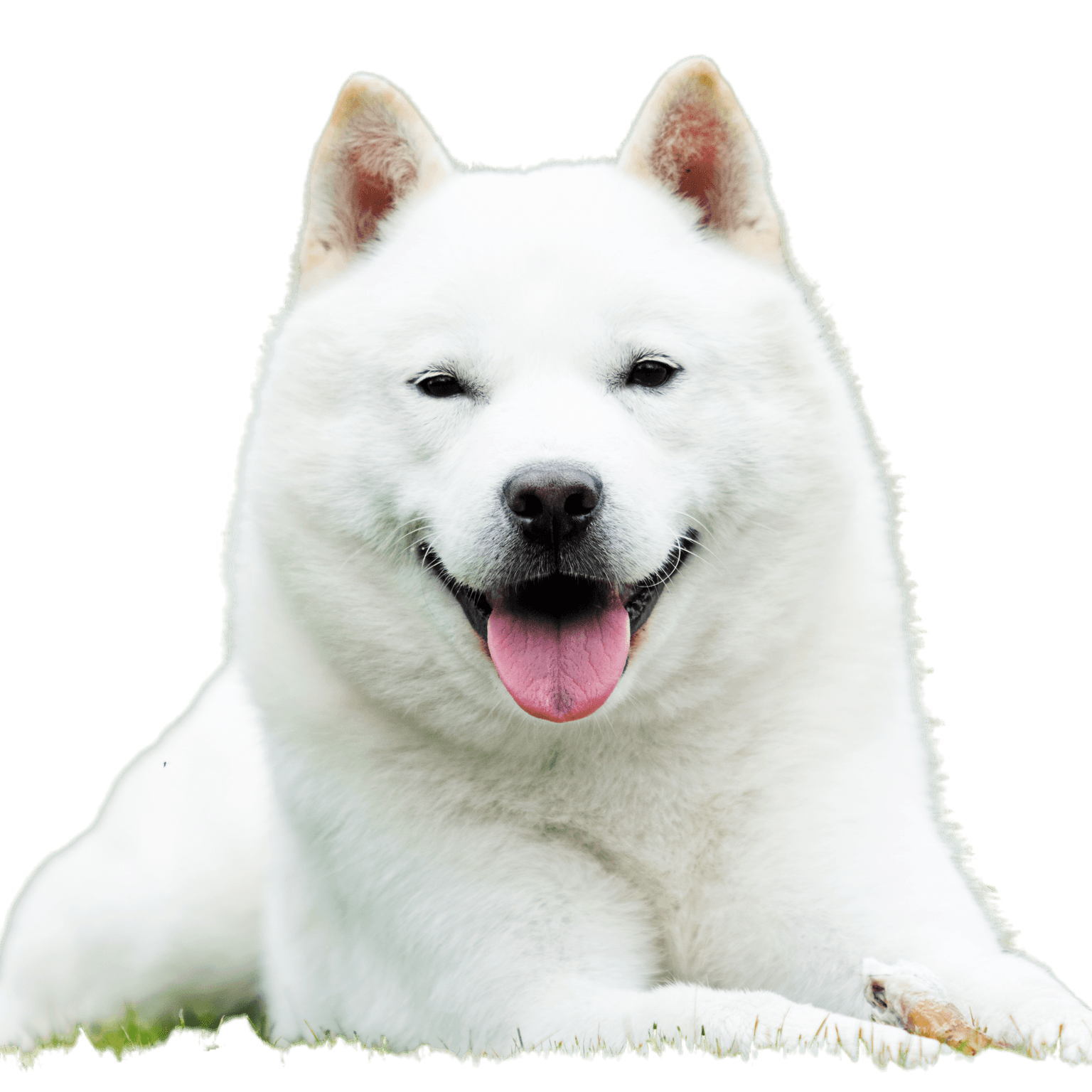 El perro japonés de Hokkaido sonríe con la lengua