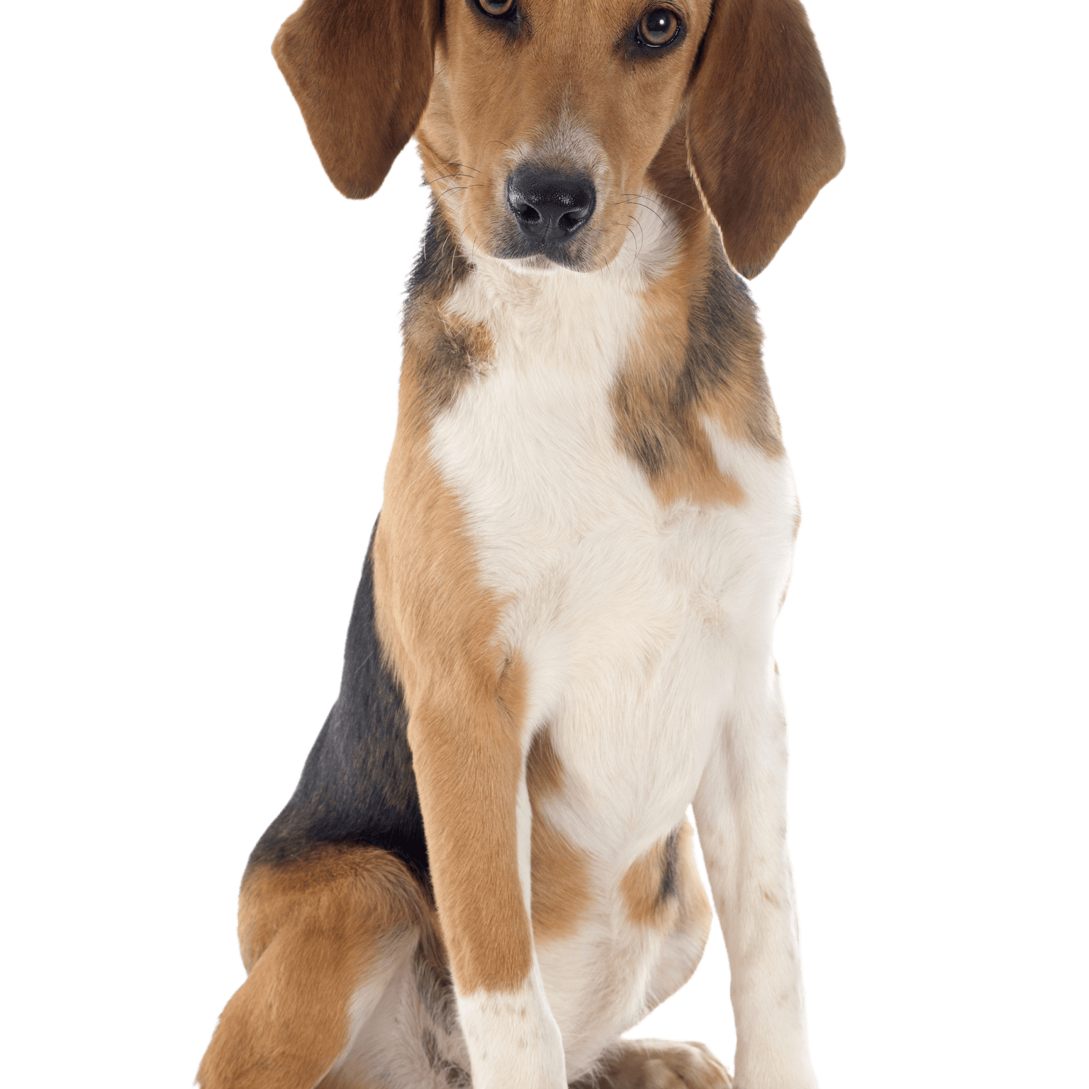 Joven Beagle Harrier delante de un fondo blanco