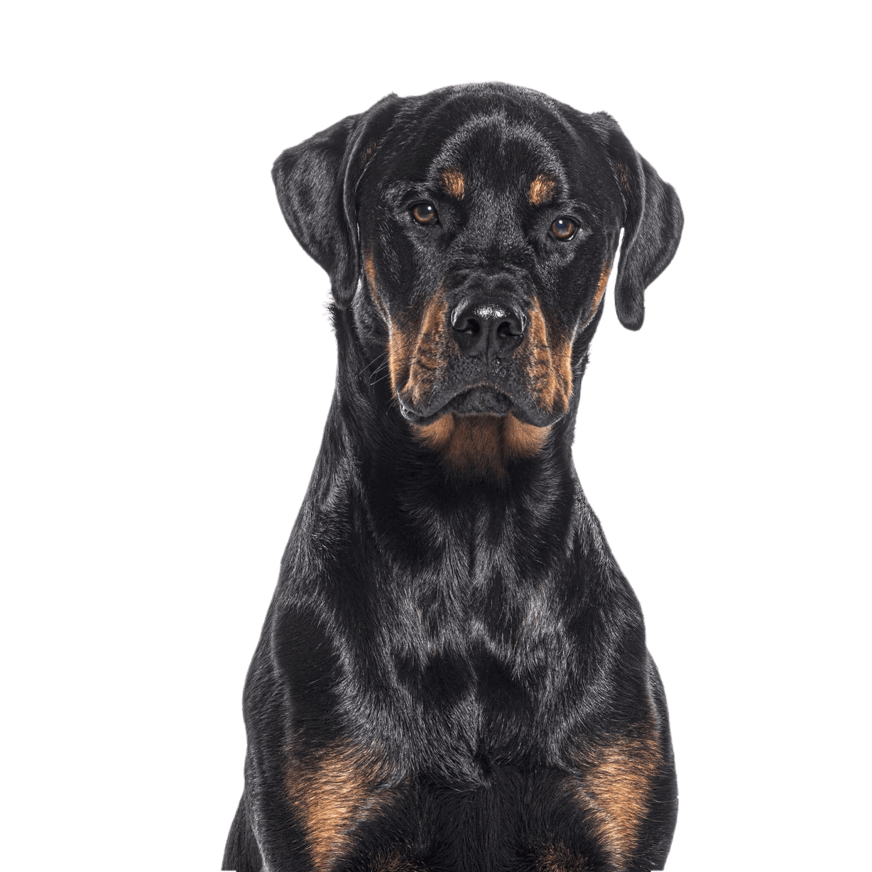 Cabeza de perro bastardo, cruce de Rottweiler con Boxer, aislado sobre blanco Cabeza de perro bastardo, cruce de Rottweiler con Boxer, aislado sobre blanco