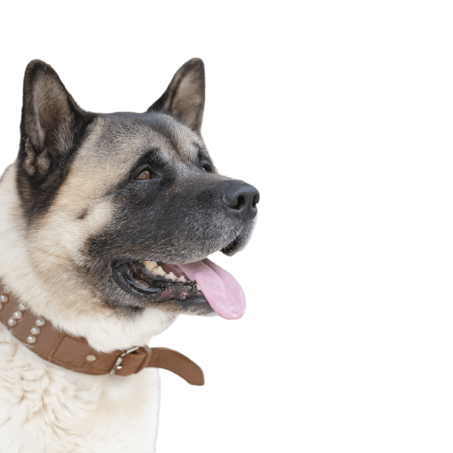 Retrato de un Akita americano en la puerta. Perro nórdico. Retrato de un Akita americano en la puerta. Perro nórdico.