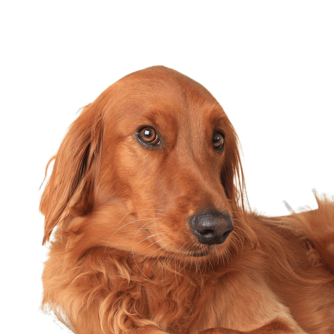 Perro Setter Irlandés Retrato de estudio de perro Setter irlandés.