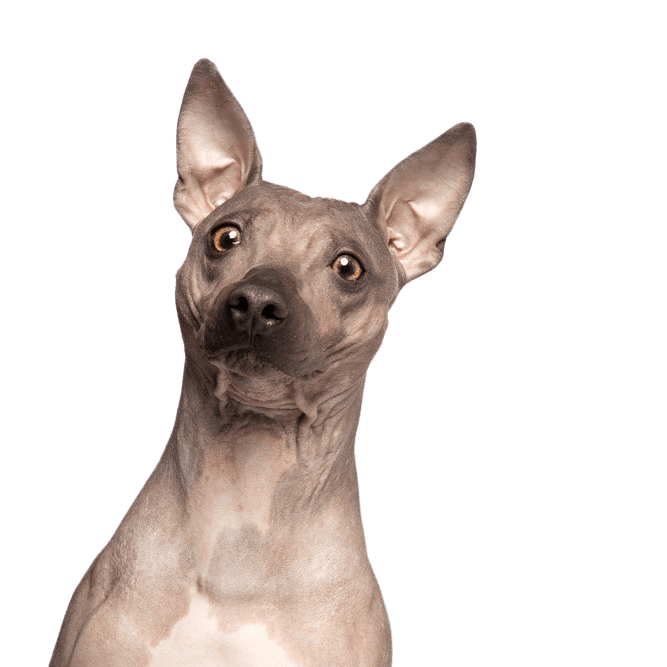 Descripción de la raza American Hairless Terrier, descripción de la raza, temperamento, raza sin pelo, perro alérgico al pelo, perro alérgico, raza hipoalergénica