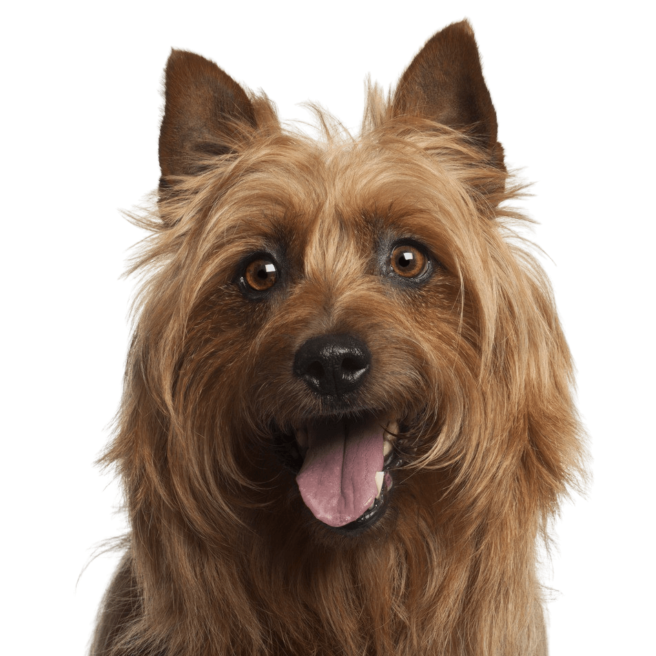 Terrier australiano, raza de perro pequeño, perros australianos, perro con orejas paradas, perro terrier, raza de perro para principiantes, perro para la ciudad, perro pastor pequeño, caza de ratas, perro que caza ratas, perro con melena