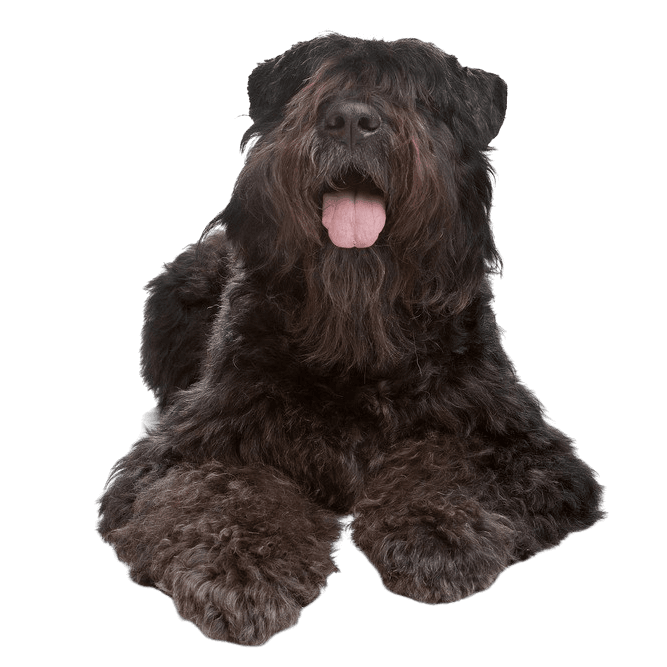 Bouvier des Flandres, descripción de la raza perro de terapia, perro de raza, perro con rizos