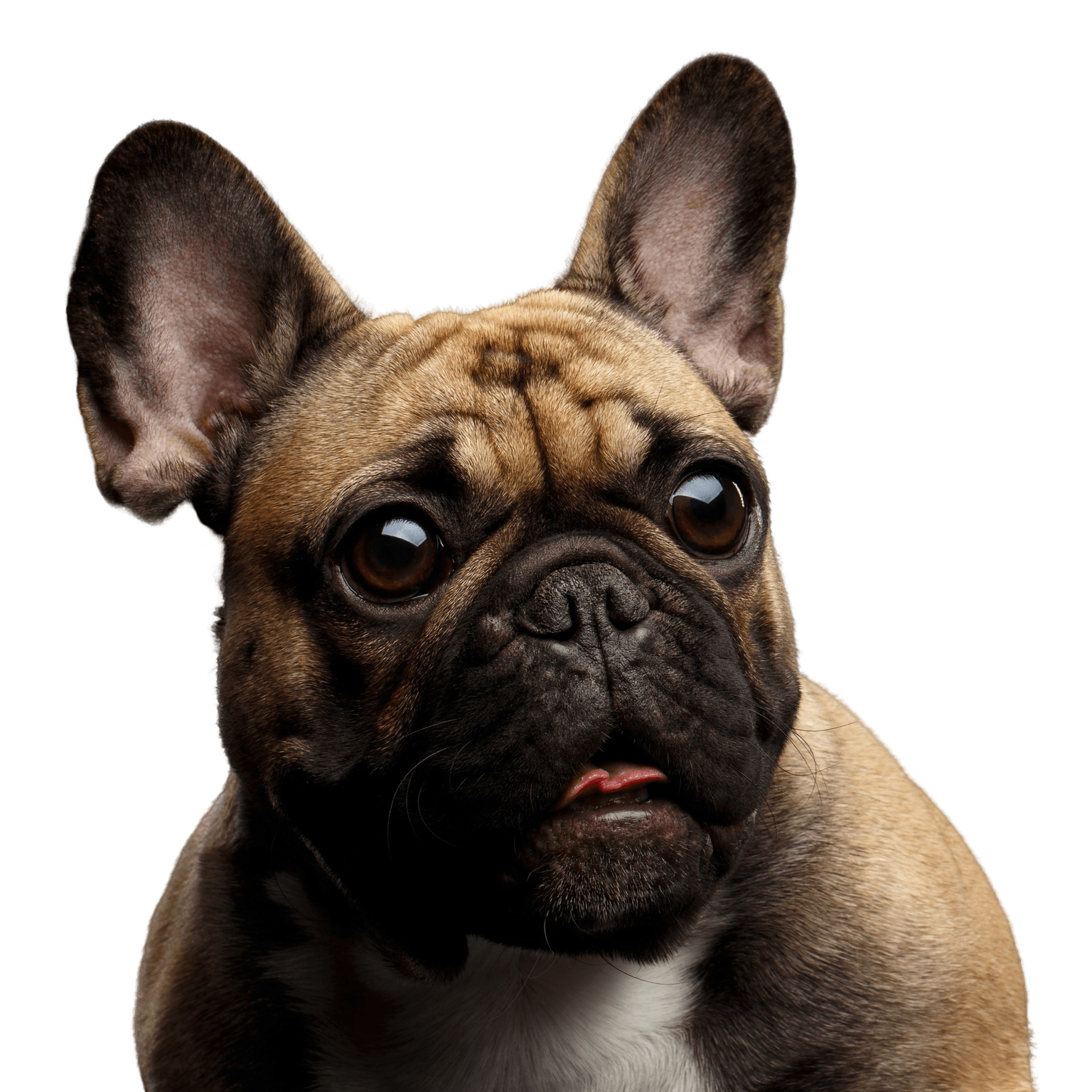 bulldog francés marrón con ojos negros Perro, mamífero, vertebrado, Canidae, raza de perro, bulldog francés leonado, hocico, perro de compañía, carnívoro, bulldog,