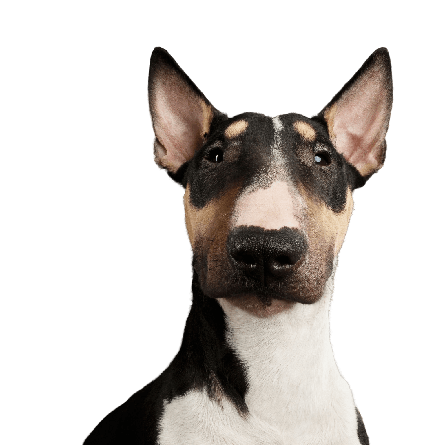 Perro, mamífero, vertebrado, raza de perro, Canidae, bull terrier (miniatura), carnívoro, bull terrier con orejas puntiagudas, antiguo terrier inglés, hocico, bull terrier marrón blanco, perro de pelea, perro de lista, perro mediano tricolor