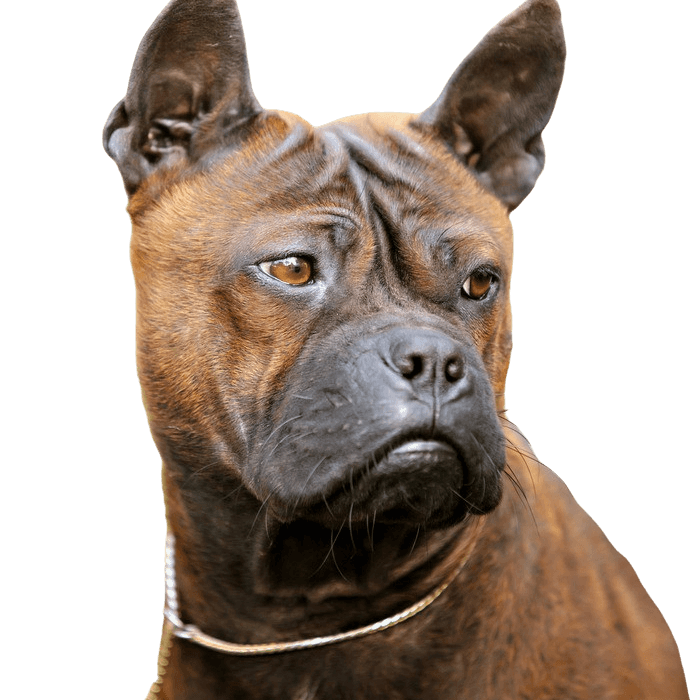 Descripción de la raza Chongqing Descripción de la raza Chongqing, raza de perro asiático, raza de perro que tiene la piel como el cuero