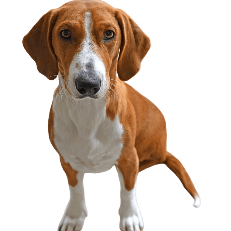 Descripción de la raza Drever, perro pequeño, marrón y blanco con orejas caídas