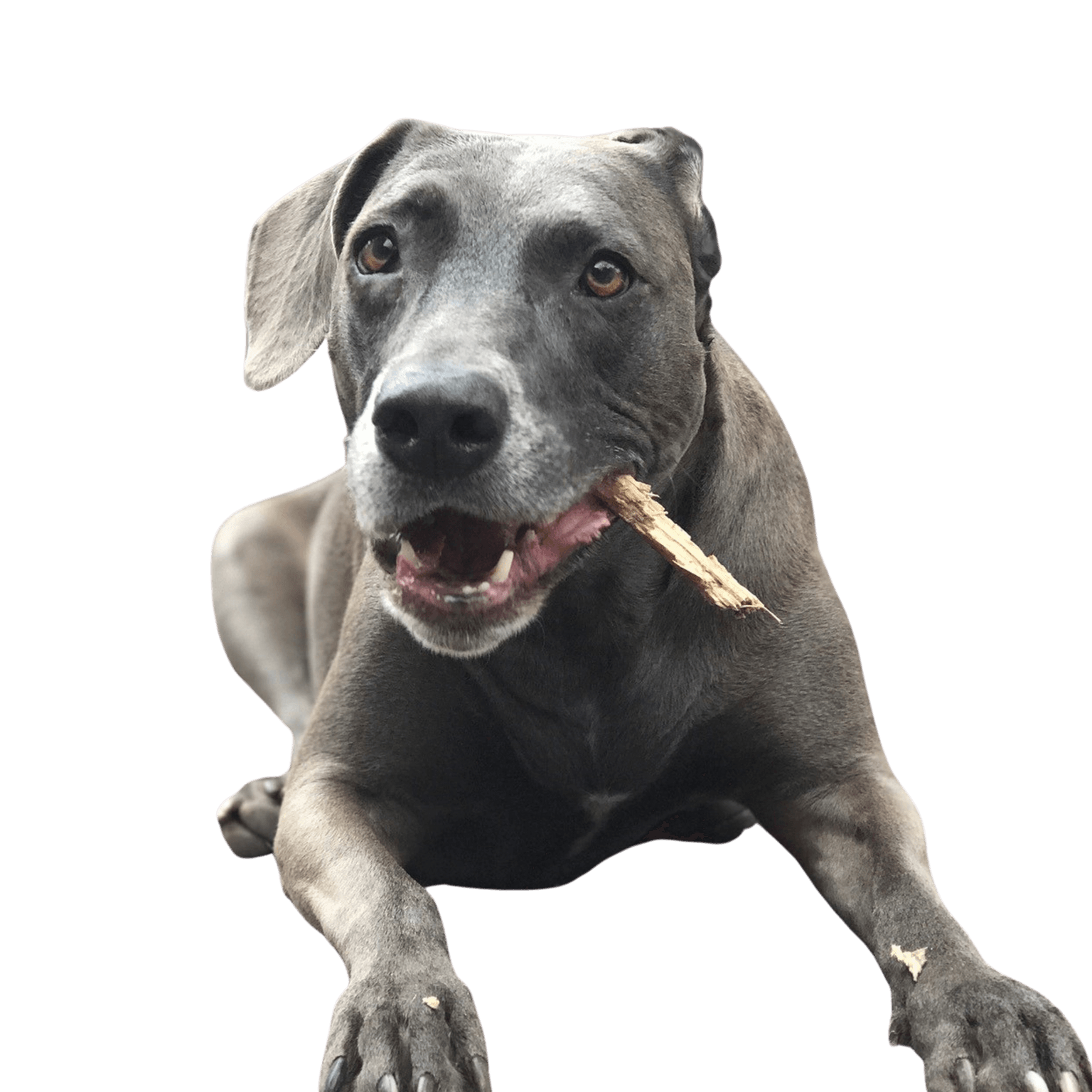 Descripción de la raza Blue Lacy, temperamento del perro pastor de América, temperamento de la raza canina americana, perro plateado, perro parecido al Weimaraner, perro parecido al Greyhound del pelaje