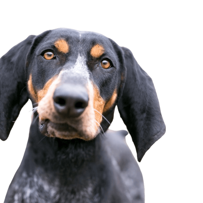 Descripción de la raza Bluetick Coonhound