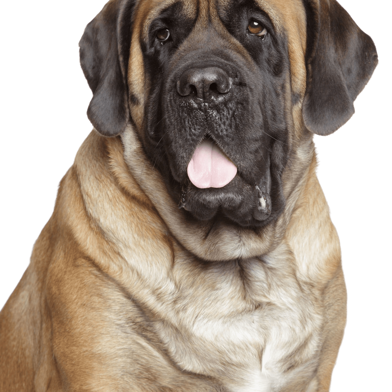 Descripción de la raza Bullmastiff