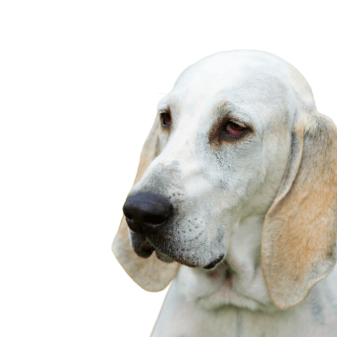 Descripción de la raza de perro Billy, perro blanco grande con orejas largas, perro con orejas caídas y pelaje corto, perro similar al beagle en grande