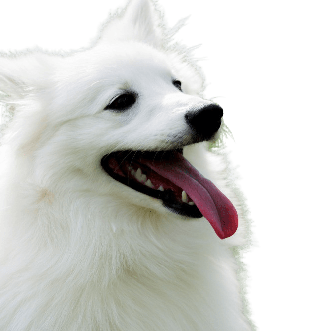 Descripción de la raza de perro esquimal americano, raza de perro inteligente de América, Spitz alemán, Urspitz, Spitz blanco
