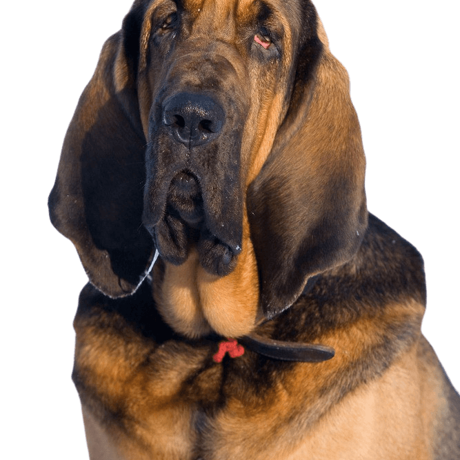 Perro de Hubertus, perro de San Huberto, sabueso, perro marrón con muchos pliegues