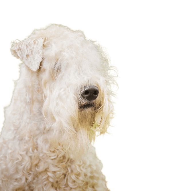 Descripción de la raza Irish Soft Coated Wheaten Terrier